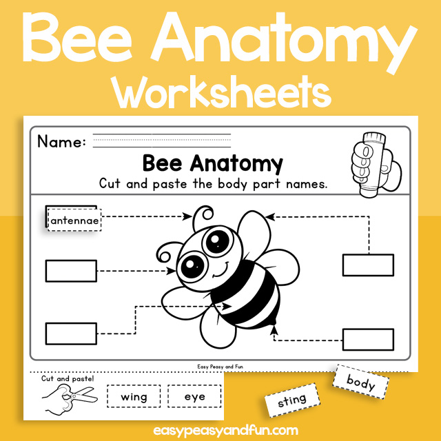 Basic Bee Anatomy Worksheets