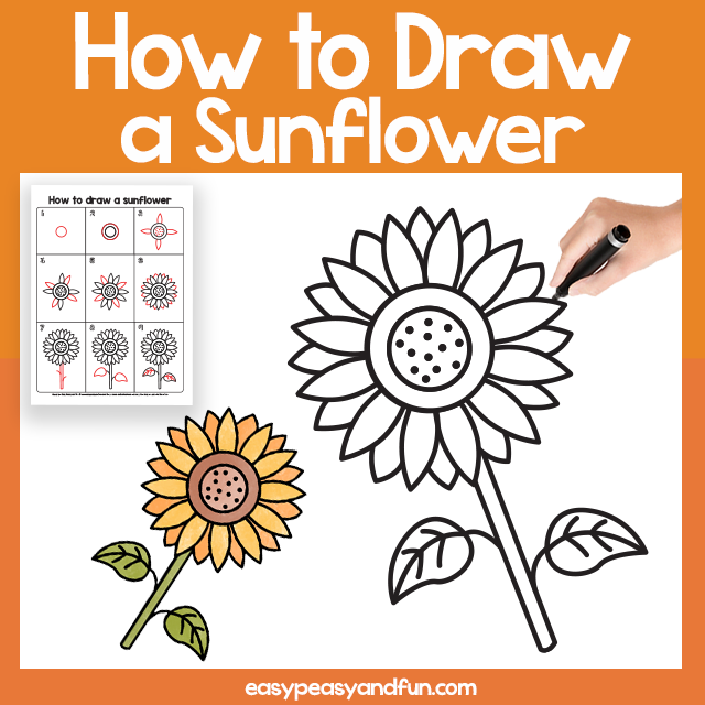 Sunflower Directed Drawing How to Draw a Sunflower Easy Peasy and